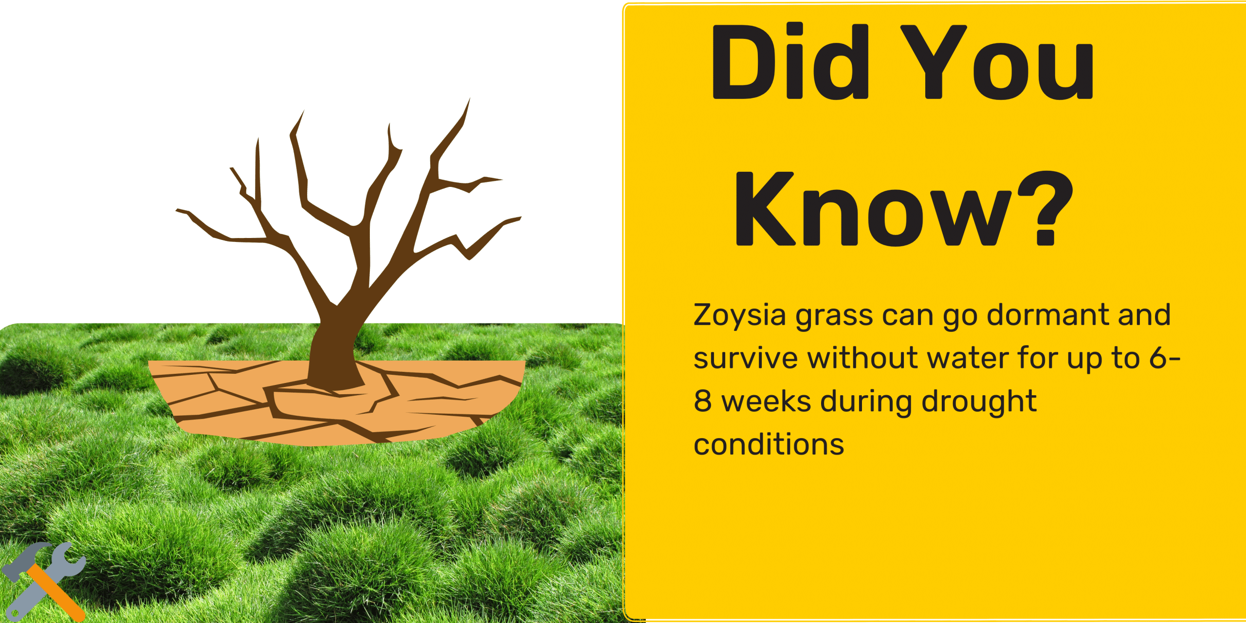 zoysia