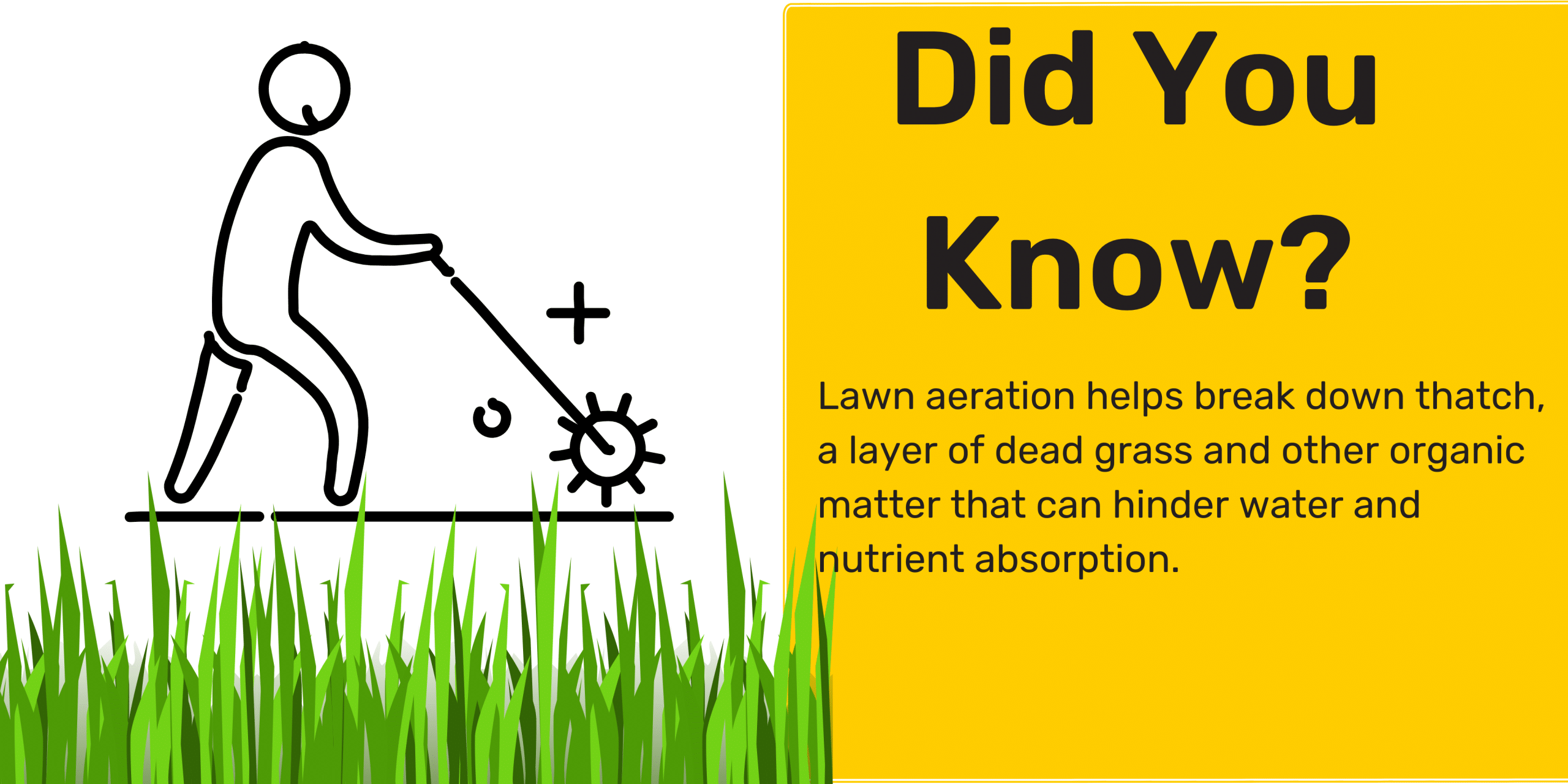 lawn 